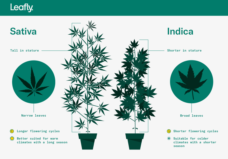 indica leaf vs sativa leaf